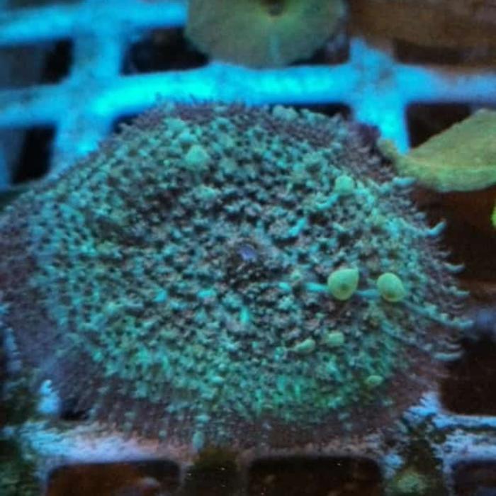 coral laut hias