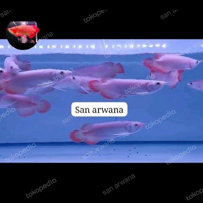 sr red arwana red arowana