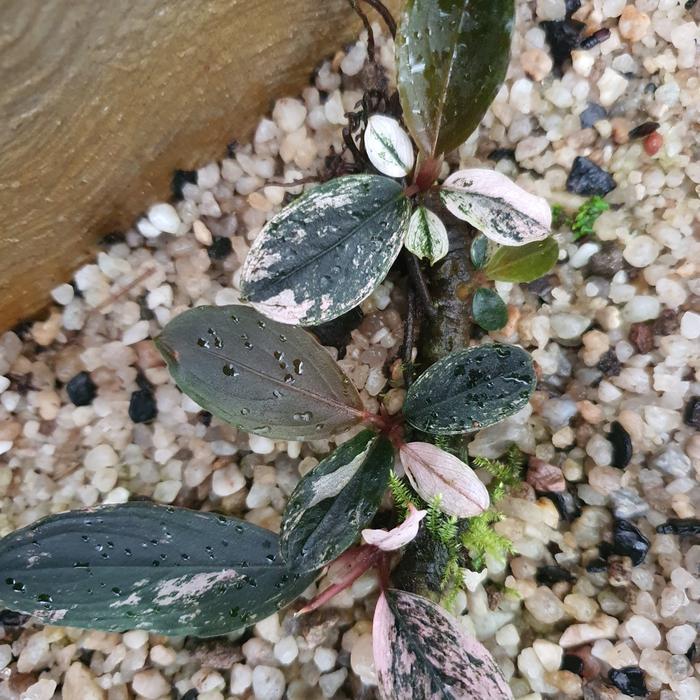 Bucephalandra SK Varigata