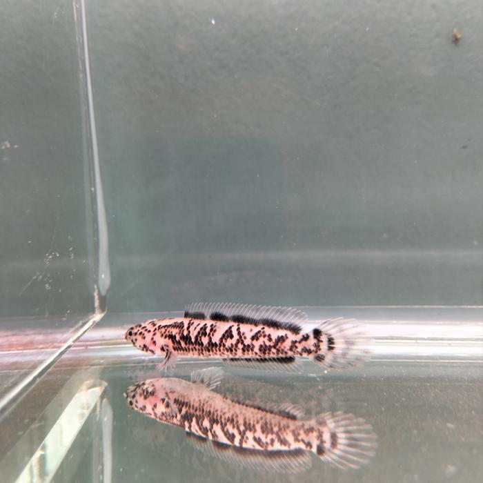 Channa limbata granit langka 5-6cm bergaransi
