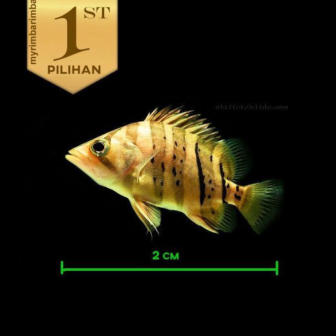 Baby Datnoid Tiger Fish Ikan Hias Datz Hiasan Aquarium Aquascape