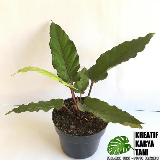 Huayuan- Tanaman Hias Anthurium Black Beauty - Anturium Black Beauty