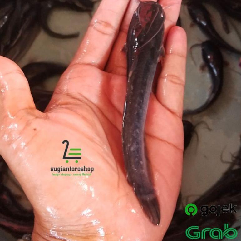 Bibit Ikan Lele Uk 10-15 Cm Bonus 1 Ekor