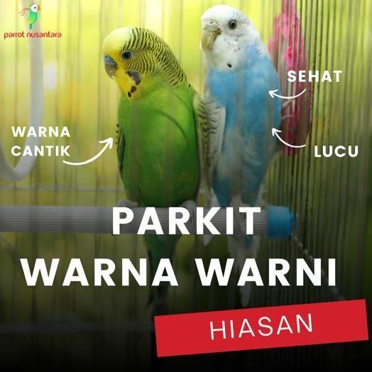 Dongmul- Burung Parkit Ombyokan