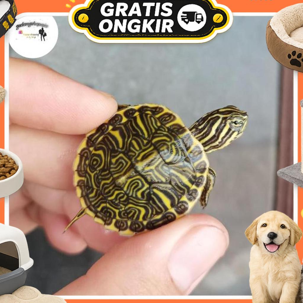 Hiasan Asli Kura Peninsula Cooter