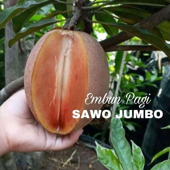 Bibit Pohon Buah Sawo Jumbo Thailand Bigsize