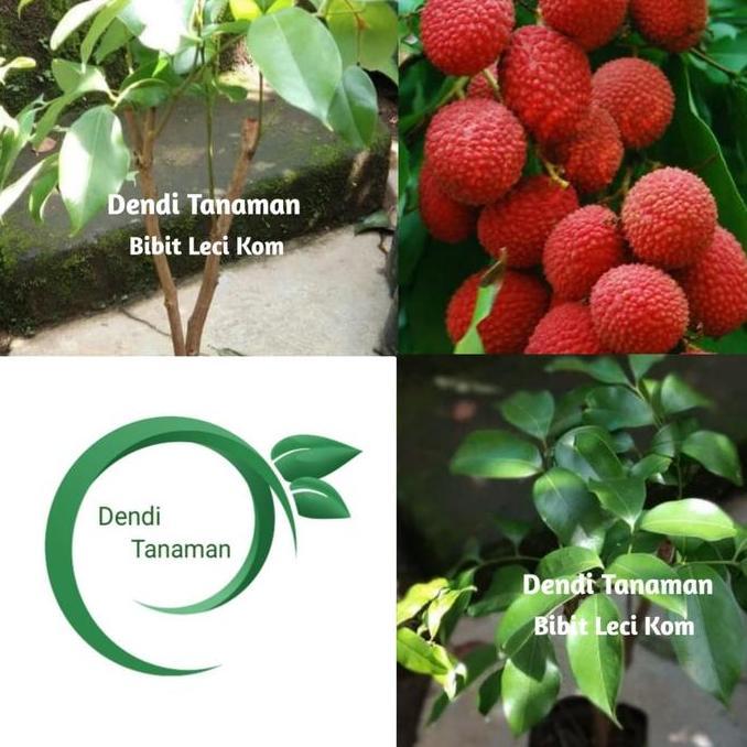Promo Bibit Pohon Leci Kom Merah Super / Pohon Leci Cangkok Unggul
