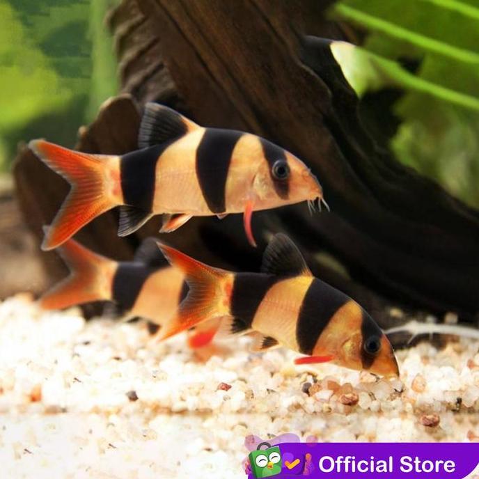 Duniaaquarium- Botia Badut / Clown Loach / Botia Ter Kalimantan Ikan Hias Aquascape