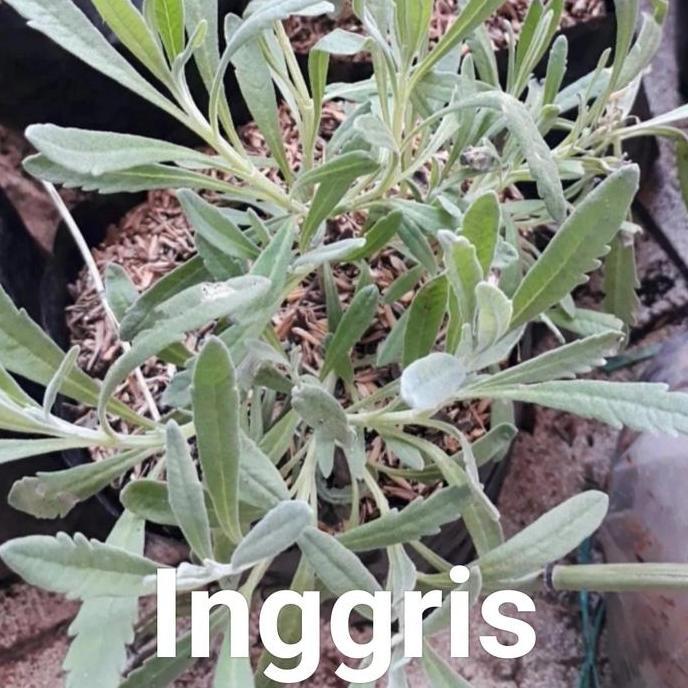 tanaman lavender asli, lavender wangi, lavender pengusir nyamuk,import