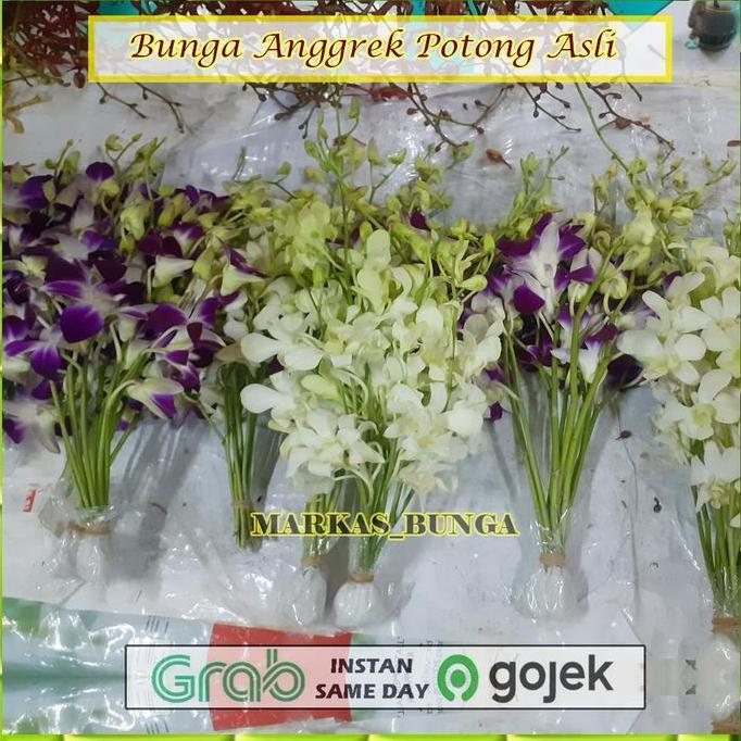 bunga anggrek potong dendrobium Sonia / bunga anggrek dendrobium