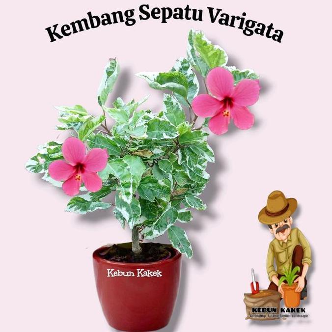 Tanaman Kembang Sepatu Varigata / Bunga Sepatu Varigata / Kembang Sepatu Bunga Pink