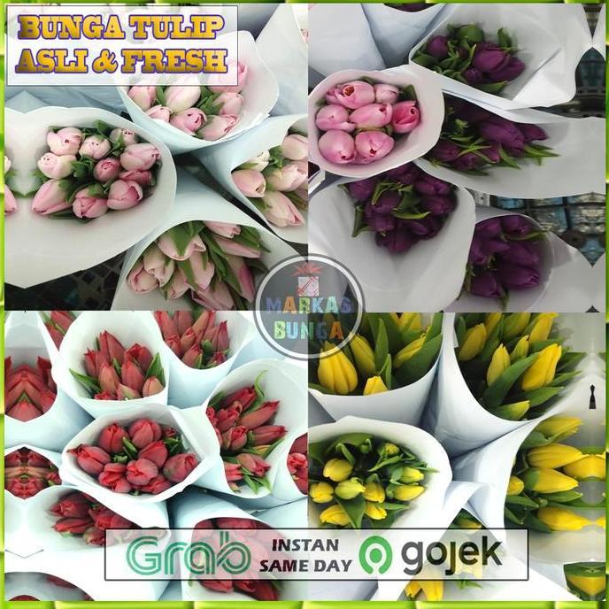 bunga tulip segar asli / tulip bunga segar asli