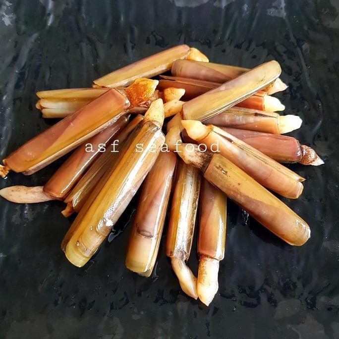 Cibo- Kerang Bambu Laut Size Besar