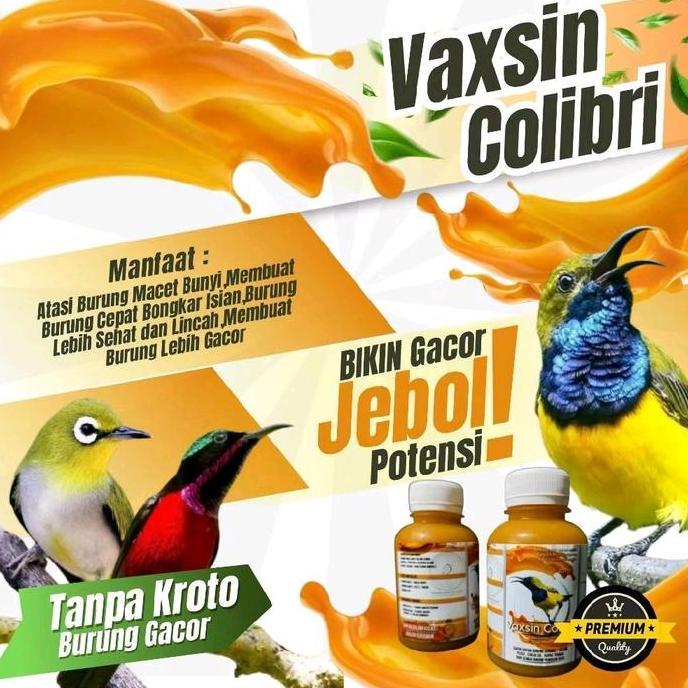 Nektar Sogon Konin Pleci Vaxsin Colibri Penggacor Burung Konin Sogon Dan Nektar Sogon Konin Pleci Va