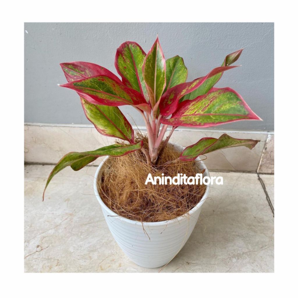 tanaman hias aglonema lipstik merah + pot putih