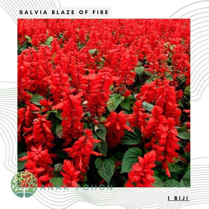 Benih Bibit Biji - Salvia Blaze of Fire Red Scarlet Sage (Salvia splendens) Flower Seeds - IMPORT mu