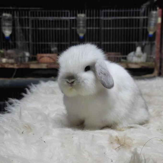 holland lop rabbit frosty blue eyes