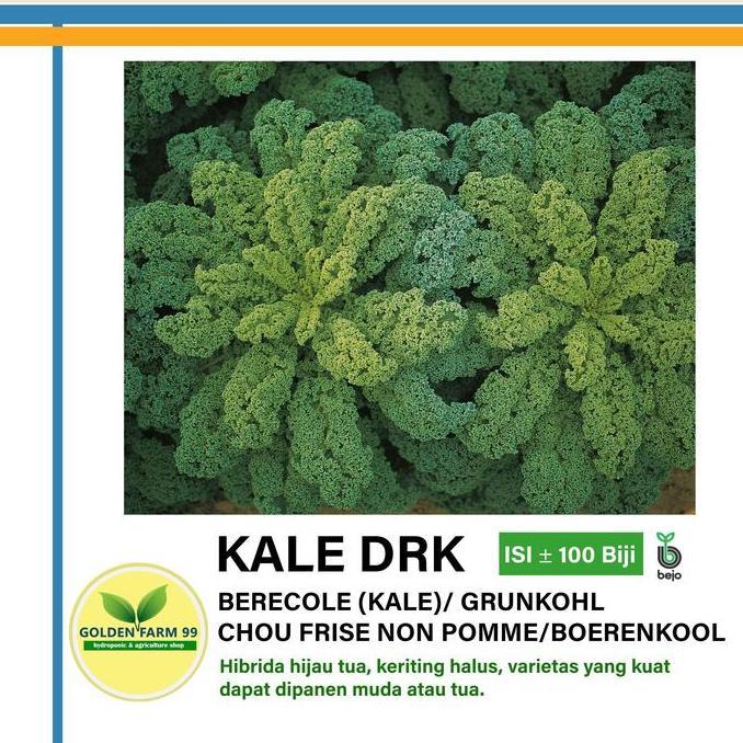 Benih KALE Darkibor Bejo seed - Import