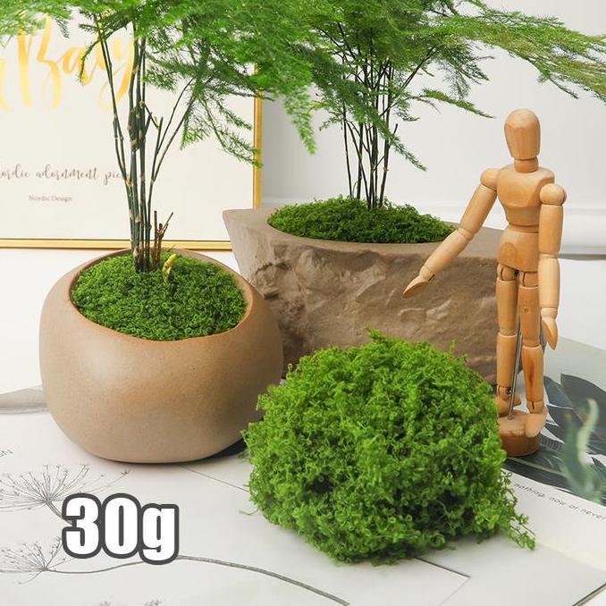 Dekorasi Moss Lumut Abadi Green Grass Artificial Hiasan Dekorasi Ruangan Rumah Ekorasi Lumut Kering