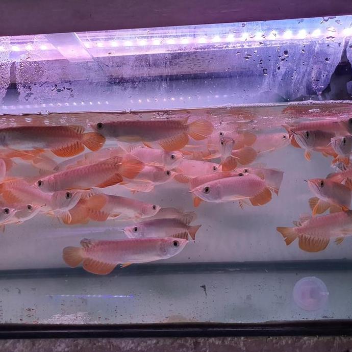 FYP IKAN ARWANA GOLDEN RED *