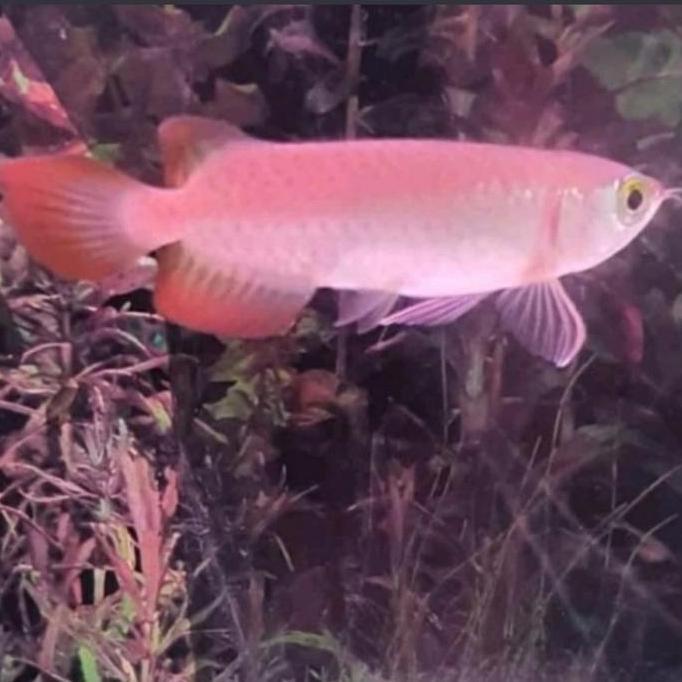 * ARWANA RED BANJAR SIZE 11-12 CM. KTP LENGKAP ADA SERTIFIKAT+CHIP *