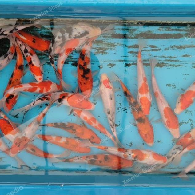 OK PAKET 3 EKOR IKAN KOI 14-15 CM , PILIHAN GRADE A. ''