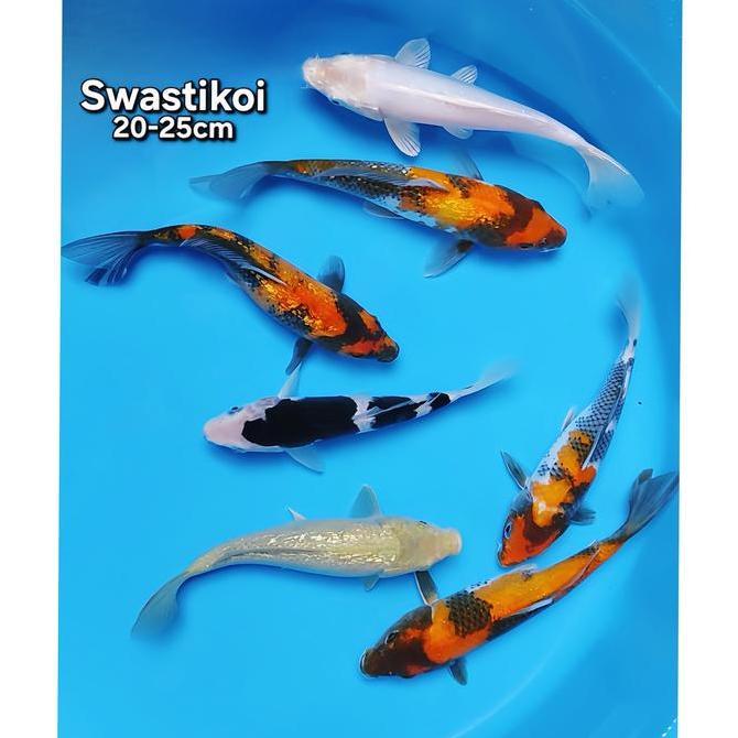 OK IKAN KOI BLITAR PAKET 7 EKOR BAGUS ''
