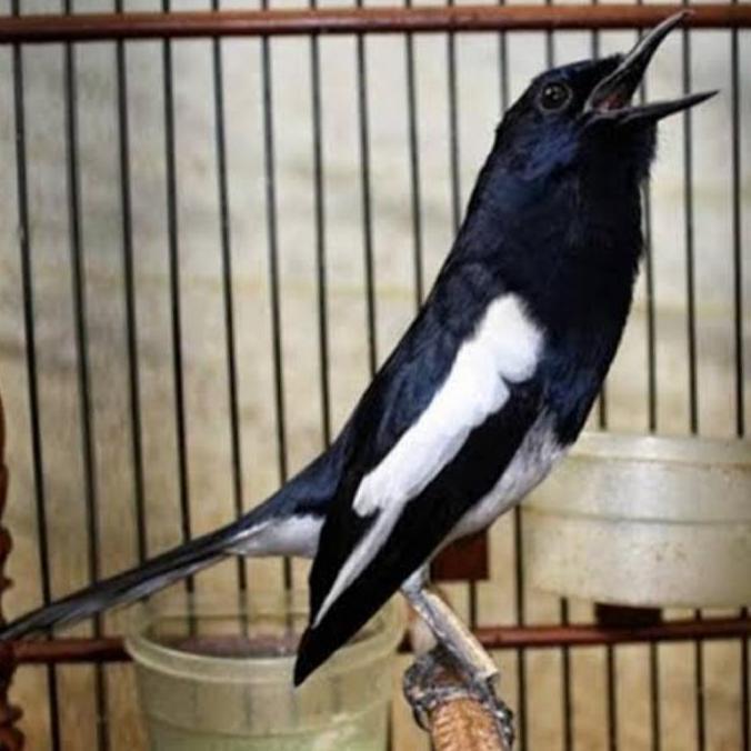 '' BURUNG KACER BAHAN PILIHAN ''