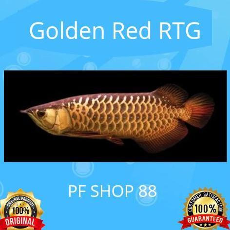 '' IKAN ARWANA GOLDEN RED TOP GRADE ''