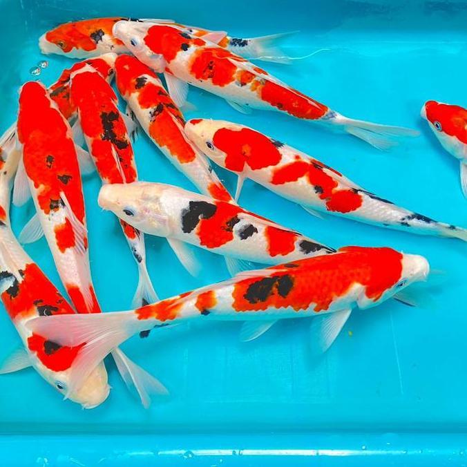 // PAKET IKAN KOI BLITAR 31-33CM GRADE A 5 EKOR *