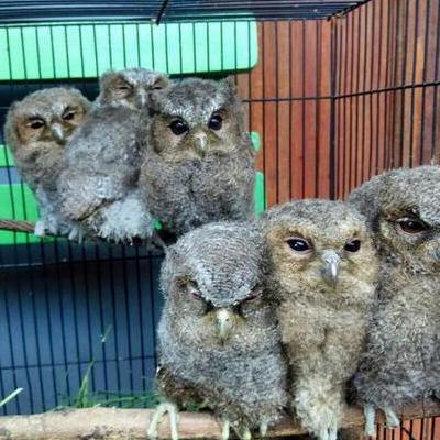 // BURUNG CELEPUK LOLOHAN *