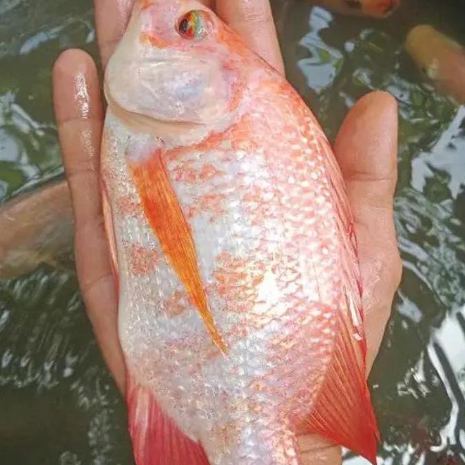 VIRALL INDUKAN NILA BANGKOK MERAH ''