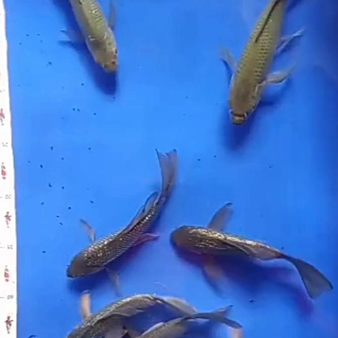 OK KOI SORAGOI SELAYER KUMPAY SIZE 20-23CM //