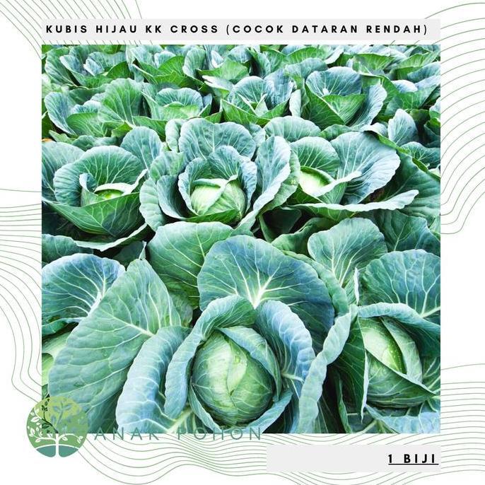 Benih Bibit Biji Kol Hijau Kubis Kk Cross Cocok Dataran Rendah Seeds Allshop