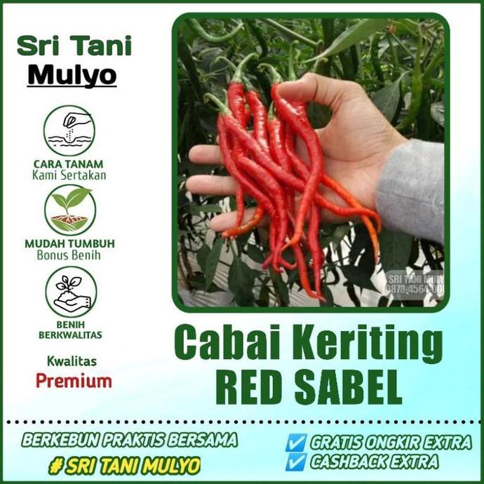 20 Biji - Benih Cabai Keriting Red Sabel F1 - Bibit Tanaman Sayur Sayuran Cabe - Tm 99 Lolay Or Kris
