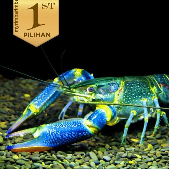 Paket Koloni (isi 10) Lobster BIru Air Tawar Hiasan Aquarium Ikan Hias Aquascape