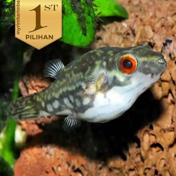 Mini Red Eye Puffer Fish Ikan Hias Aquascape Hiasan Aquarium Tanaman