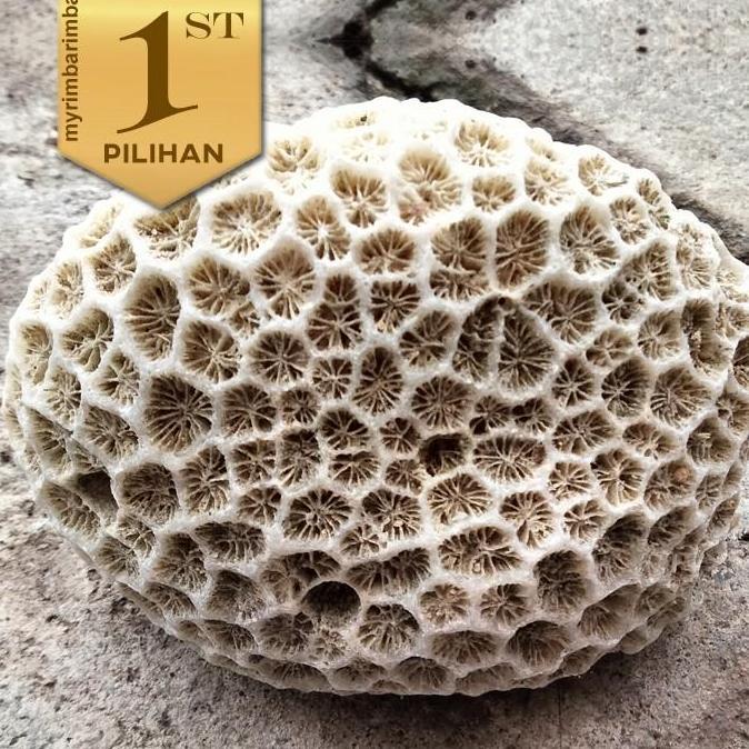 Paket isi 10 Karang Meteor (M) Batu Hias Aquascape Hiasan Aquarium Ikan Hias Air Tawar atau Laut
