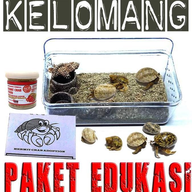 Pat- New- Paket Edukasi Mainan Anak Kelomang Keong Kumang Umang Kecil Mini