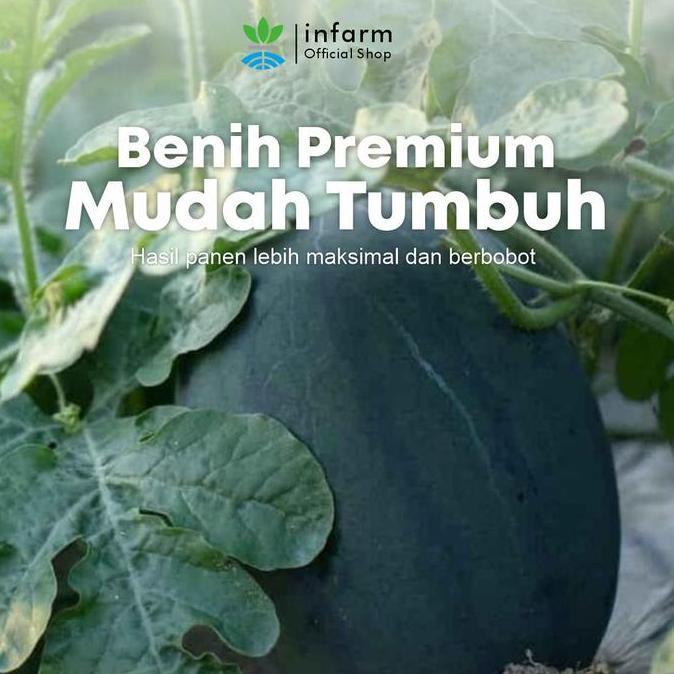Infarm - Benih Buah Semangka Merah Unggul, Bibit Buah Semangka Merah Jumbo Hibrida Super Bibit
