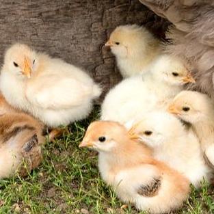 VITACHICKS VITACHICK 5 GRAM VITAMIN ANAK AYAM