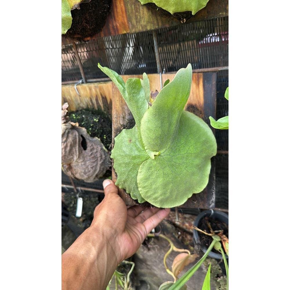 NEW platycerium grande atau tanduk rusa grande atau simbar menjangan gr [terbaik][terlaris]