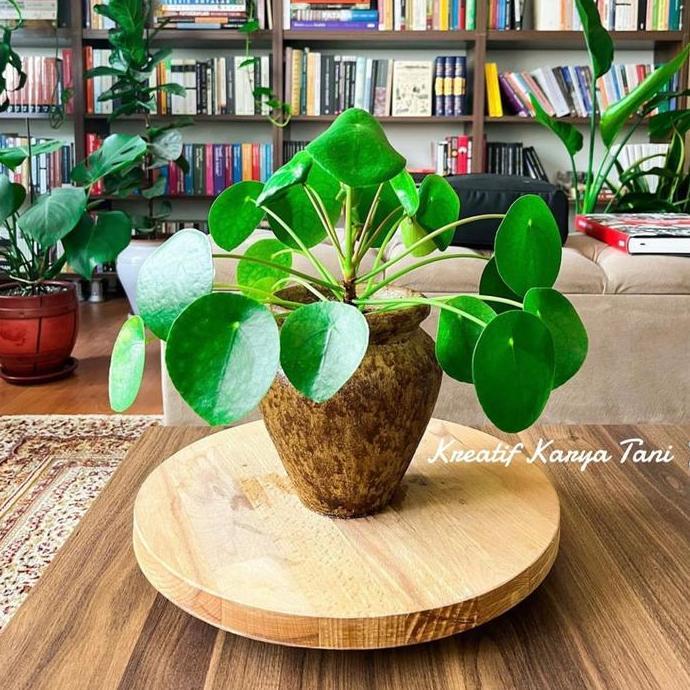Arre- Tanaman Hias Chinese Money Plant Pilea - Peperomia Pilea
