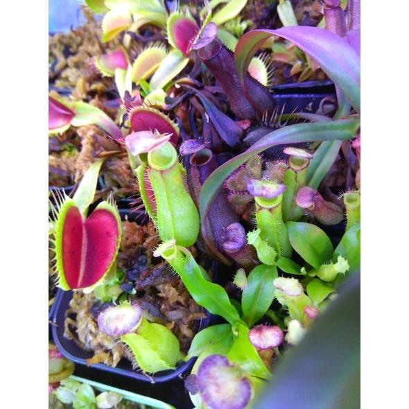 NEW Tanaman Karnivora Nepenthes Bicalcarata Red Ukuran Small [terbaik][terlaris]