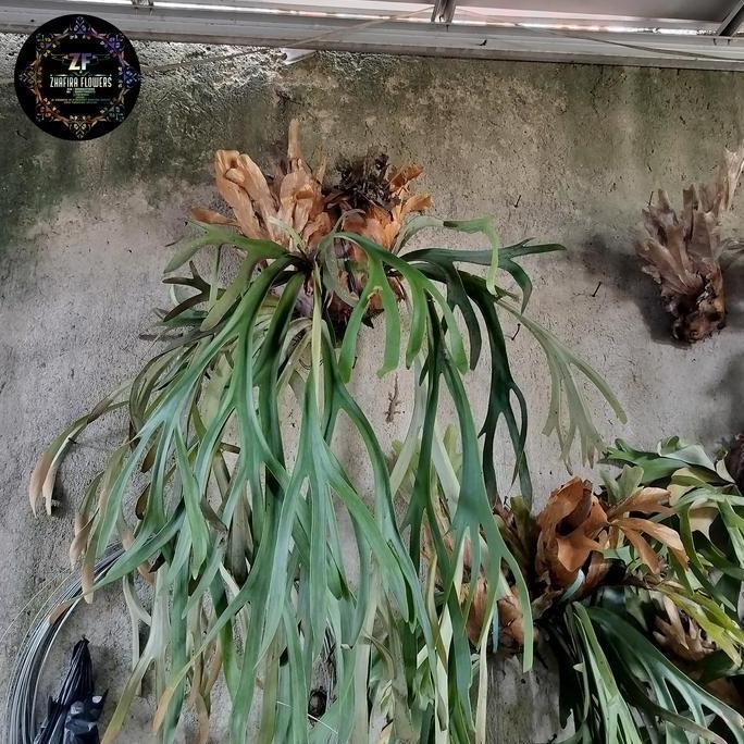 tanaman hias kadaka tanduk rusa jumbo