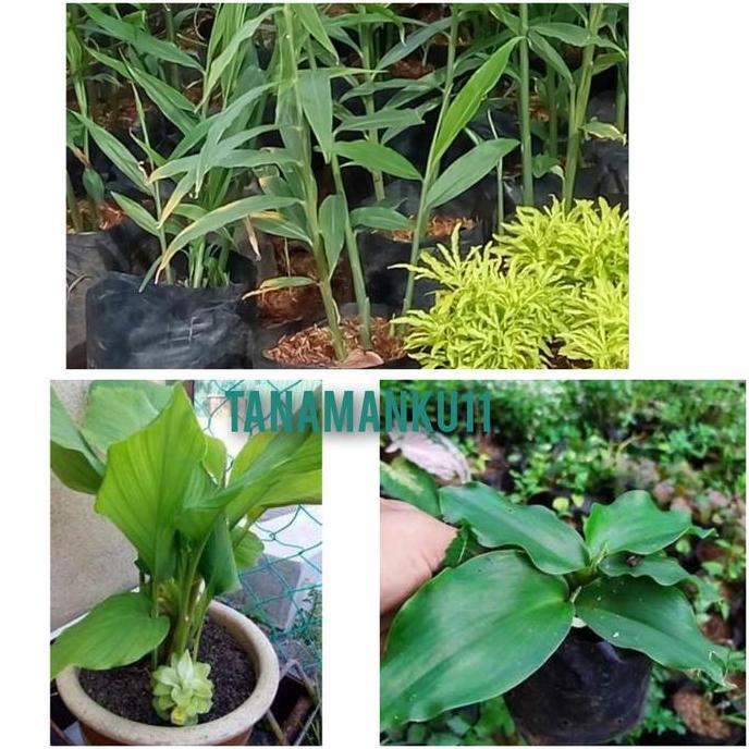 3 tanaman herbal jahe kunyit kencur