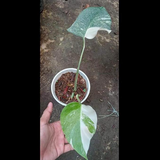 monstera white tiger variegata