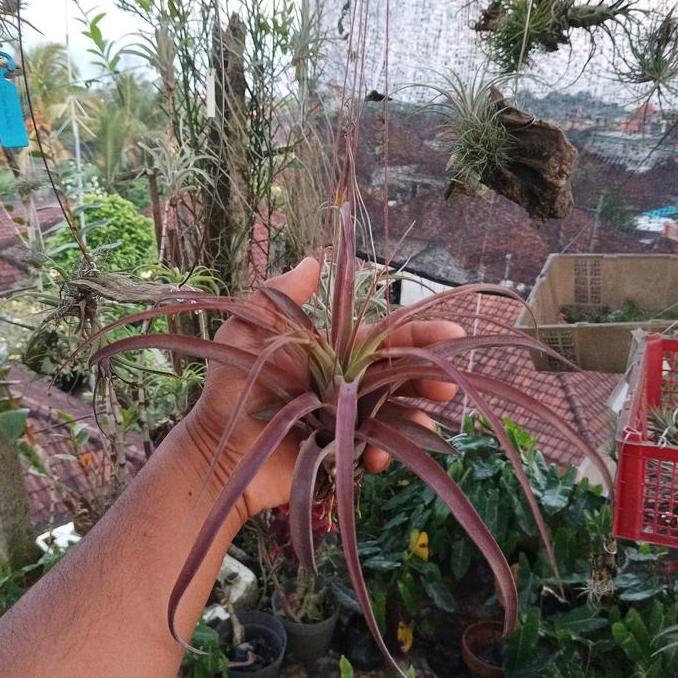 tillandsia love knot m