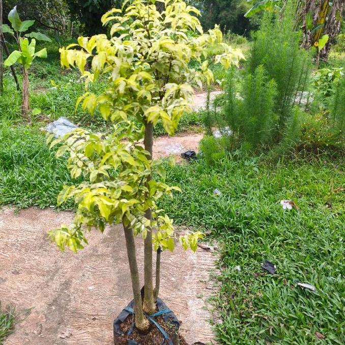 Bonsai Anting Putri - Tanaman Hias Bonsai Anting Putri tinggi 1 meter
