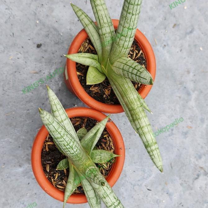 SANSE / SANSEVIERIA BONCEL SILVER 23112022